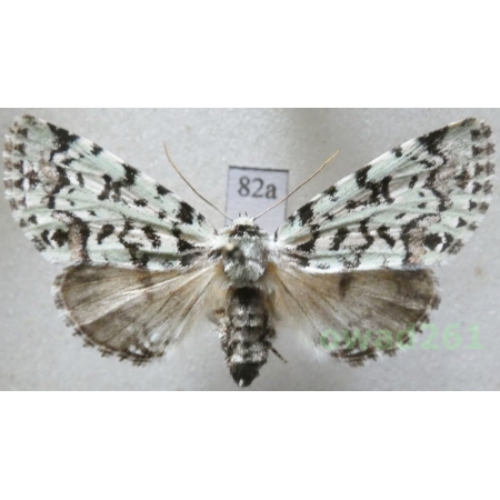 Moma alpium (Osbeck, 1778) Czech82a